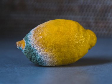 Taze ve çürük limon. Gri arka planda küflü meyveler.