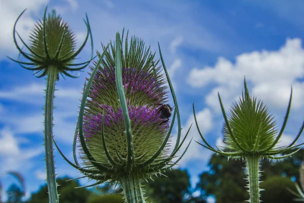 Thistles Cirsium Vulgare Blue Sky Background Great Dixter House Gardens — Stock Photo, Image