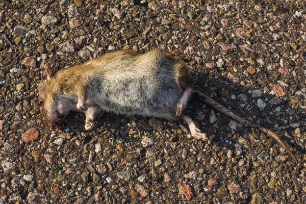 Tote Ratte Auf Dem Asphalt Der Nachbarschaft Von Wohnhäusern Denen — Stockfoto