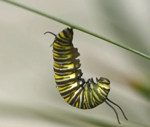 Monarch kelebek (Danaus plexippus) caterpillar Chrysalis oluşumu için hazırlanıyor — Stok fotoğraf