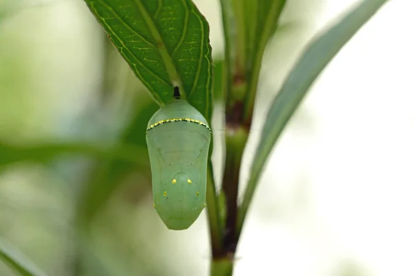 Monarch vlinder chrysalis, mooie cocoon — Stockfoto
