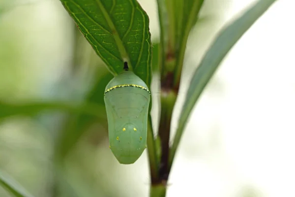 Monarkfjärilen chrysalis, vackra cocoon — Stockfoto