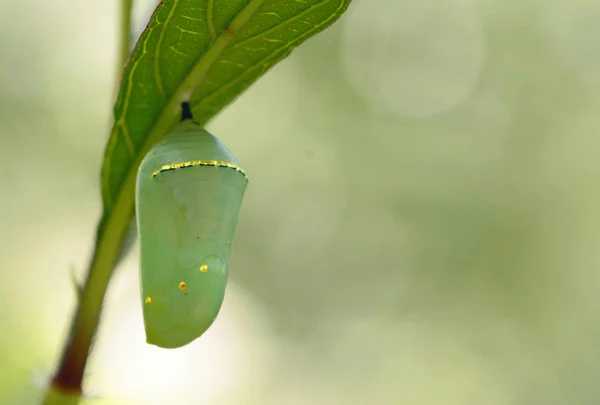 Monarch butterfly chrysalis, beautiful cocoon — Stock Photo, Image