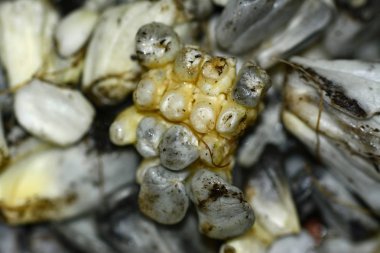 Huitlacoche, Meksika geleneksel yenilebilir mantar