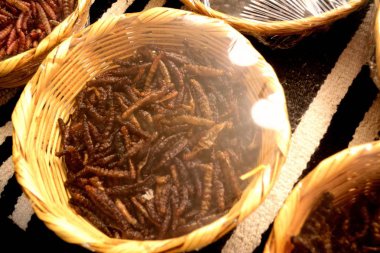 Bir Meksikalı yerel pazarda, yenilebilir böcek formu Meksika Oaxaca Eyalet agav solucanlar