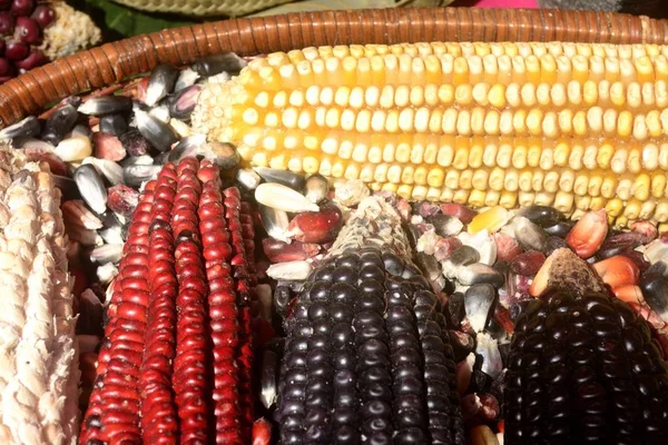 Meksika Mısır çeşitlilik, beyaz Mısır, siyah Mısır, mavi, kırmızı Mısır, vahşi Mısır ve Meksika'da yerel bir pazarda sarı mısır