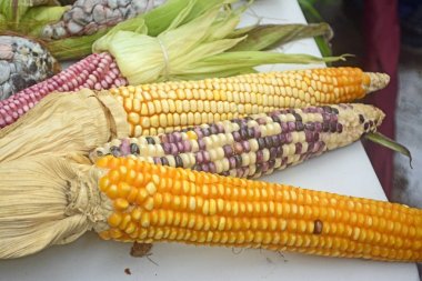 Meksika Mısır çeşitlilik, beyaz Mısır, siyah Mısır, mavi, kırmızı Mısır, vahşi Mısır ve Mexic yerel bir pazarda, sarı Mısır