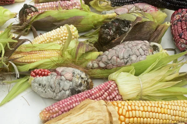 Mexican corn diversity, white corn, black corn, blue corn, red corn, wild corn and yellow corn at a local market in Mexic