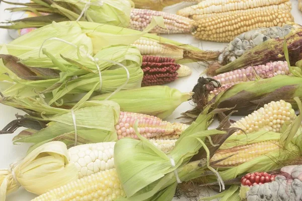 Mexican corn diversity, white corn, black corn, blue corn, red corn, wild corn and yellow corn at a local market in Mexic