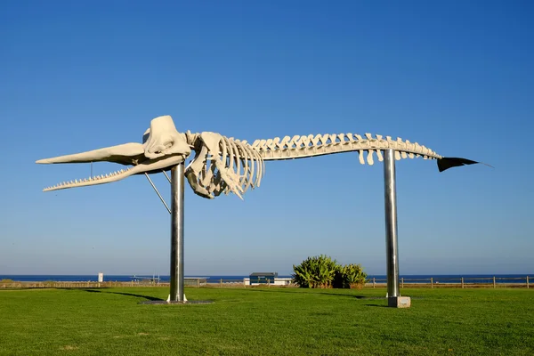 Skelett av däggdjur. Morro Jable - Fuerteventura - Spanien 25.06.2016. — Stockfoto