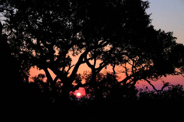 Silhouette des Baumes im Sonnenuntergang. — Stockfoto