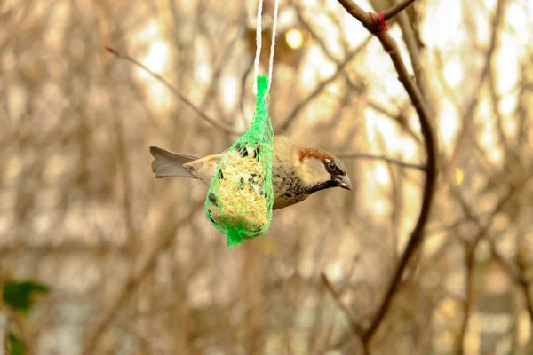 Sparrow krmení z mřížky koryta na stromě. — Stock fotografie