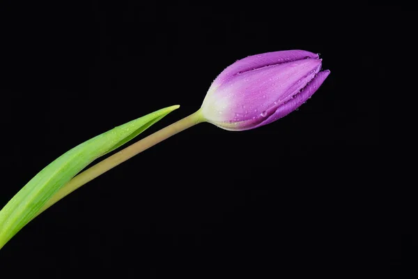 Fialová Tulipán s vodou klesne na černém pozadí. — Stock fotografie