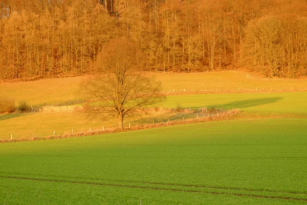Campos agrícolas e uma árvore ao pôr do sol em Bad Pyrmont, Alemanha . — Fotografia de Stock