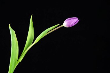 Siyah arkaplanda mor lale.