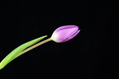 Siyah arkaplanda mor lale.