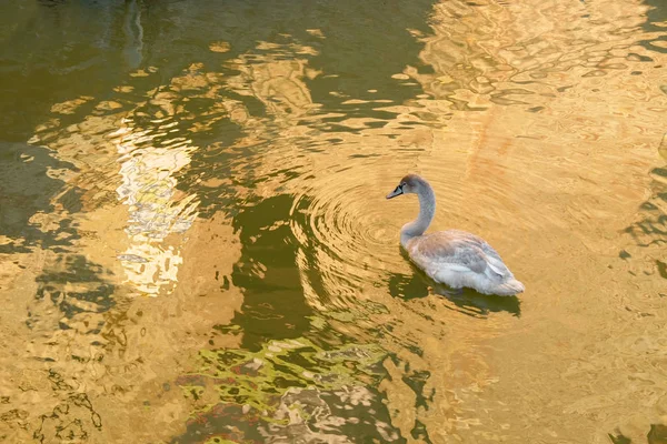 Jeune cygne gris sur un lac . — Photo