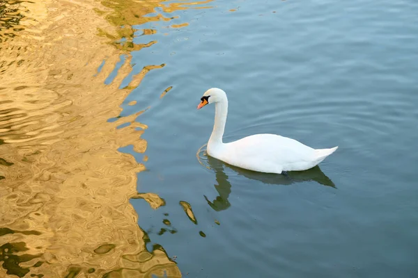 Cisne blanco en un lago. —  Fotos de Stock