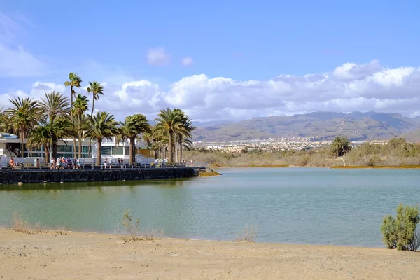 Doğal rezerv La Charca ve dunes Maspalomas. Kanarya Adası Gran Canaria, İspanya - 13.02.2017.