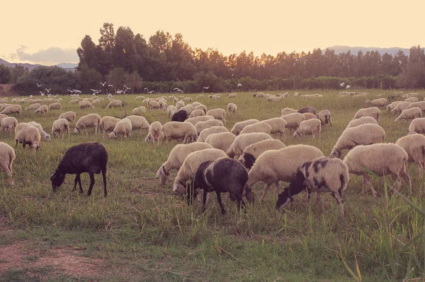 Rebaño de ovejas en el campo de Cerdeña, Italia . — Foto de Stock