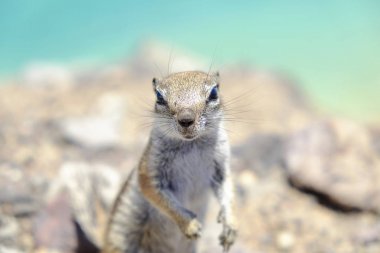 İspanya Fuerteventura Adası üzerinde güzel sincap.