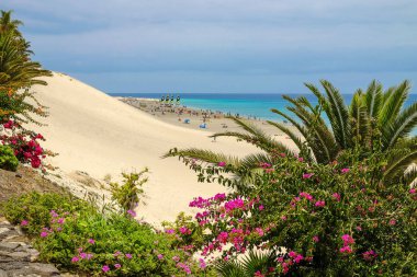 Sahilde Playa de Matorral Fuerteventura, İspanya görüntülemek.