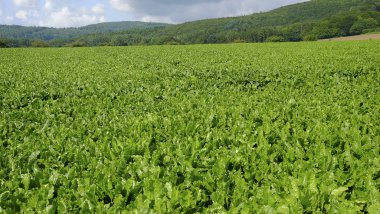 Şeker pancarı bitkiler ile tarım alanı.