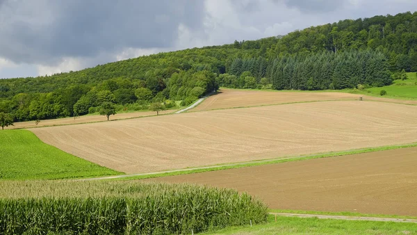 Şeker pancarı bitkiler ile tarım alanı.