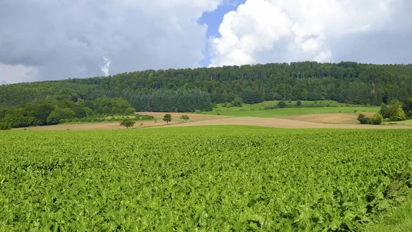 Jordbruksområdet med sockerbetor växter. Stockbild