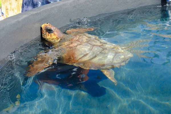Mořská želva kareta obecná ve fondu. — Stock fotografie