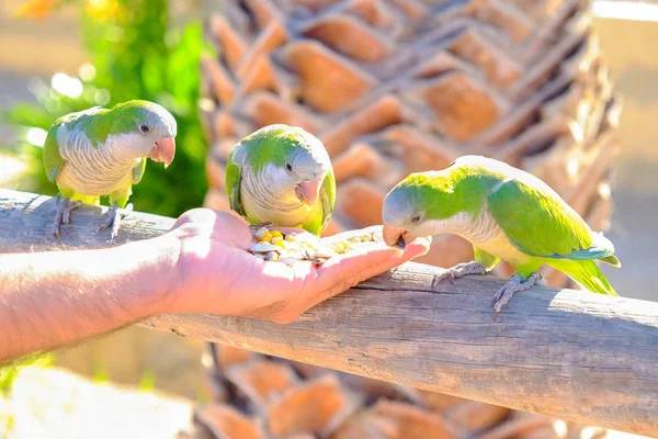 Amazon parrots are fed from a hand on Fuerteventura, Spain. — Stock Photo, Image