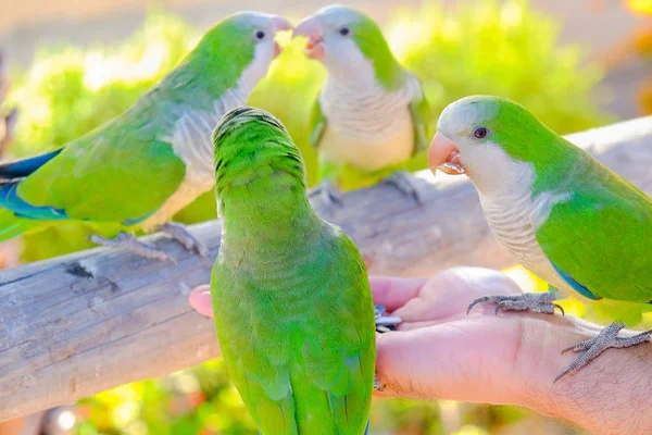 Fyra papegojor matas från en hand på Fuerteventura, Spanien. — Stockfoto