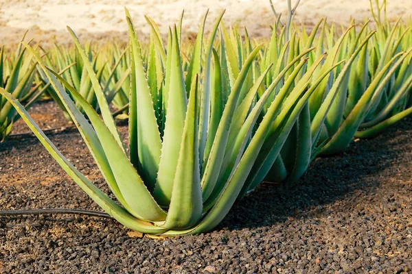 Aloe vera bitki Fuerteventura, Kanarya Adası bir çiftlikte.