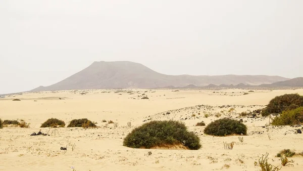 Natural park of Corralejo on Fuerteventura, Canary Islands — Stock Photo, Image