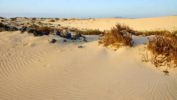 Dunas en Corralejo en Fuerteventura, España . —  Fotos de Stock