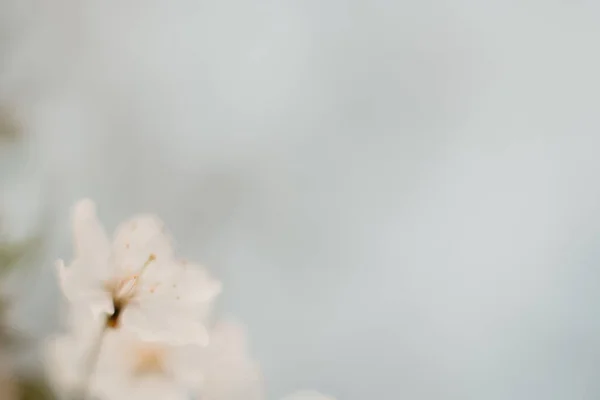 Fond Flou Avec Fleur Cerisier Printemps Dans Des Couleurs Pastel — Photo