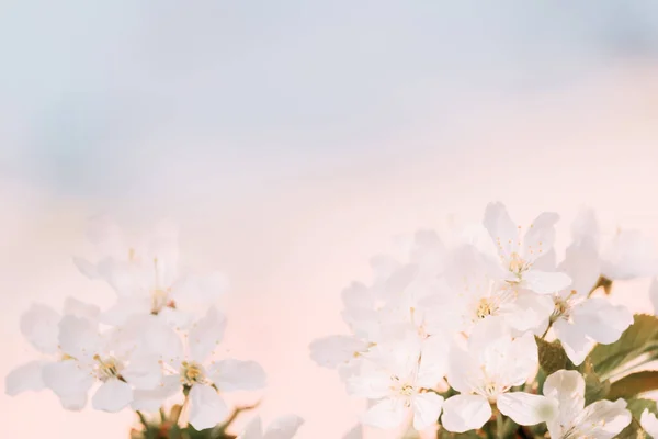 Wiśnia Kwiaty Zbliżenie Może Być Stosowany Jako Piękne Wiosna Rozmyte — Zdjęcie stockowe