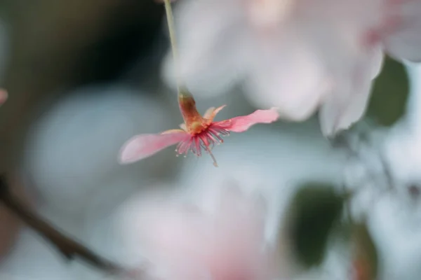 Cherry Květy Detailní Záběr Může Být Použit Jako Krásné Jaro — Stock fotografie