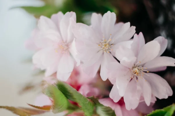Flores Cerejeira Close Ramo Com Flores Cereja Primavera — Fotografia de Stock
