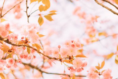 Çiçeklerle tomurcuklanan sakura dalları güzel, bulanık bahar arkaplanı olarak kullanılabilir..