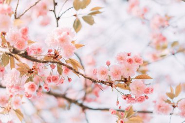 Çiçeklerle tomurcuklanan sakura dalları güzel, bulanık bahar arkaplanı olarak kullanılabilir..