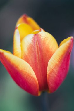 Güzel kırmızı bir lalenin Macro 'su.