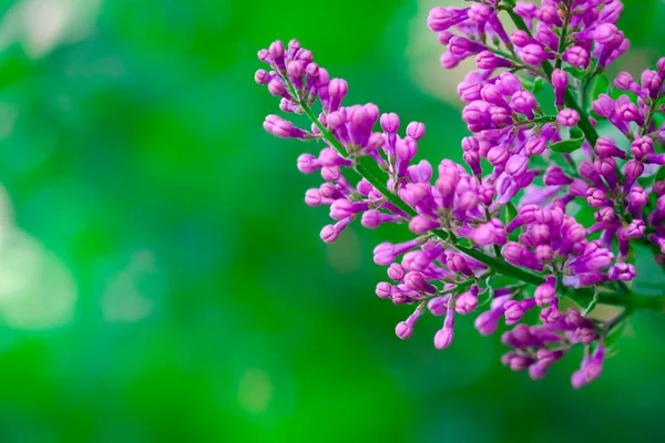 Kvetoucí Šeříkové Květy Zblízka Rozmazané Jarní Pozadí — Stock fotografie