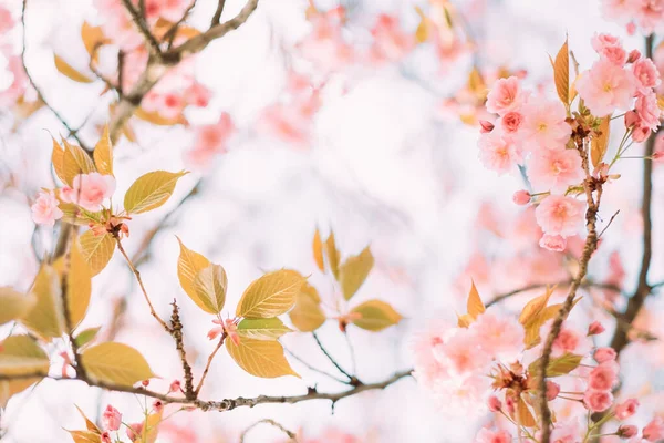 Větve Kvetoucí Sakury Květinami Mohou Být Použity Jako Krásné Rozmazané — Stock fotografie
