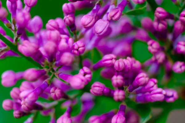 Blommande Lila Blommor Närbild Vacker Suddig Våren Bakgrund — Stockfoto