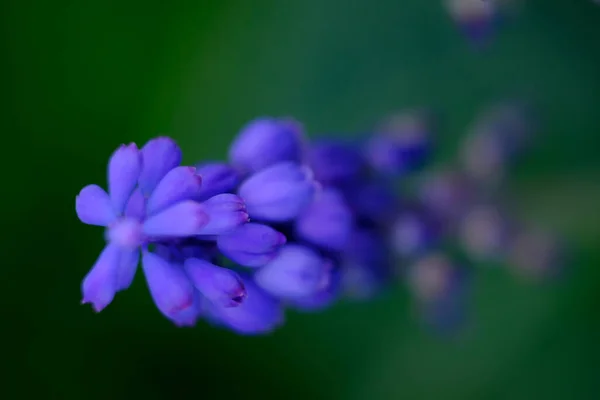 Τρυφερό Μπλε Λουλούδι Muscari Κοντά Θολή Πράσινο Φόντο — Φωτογραφία Αρχείου