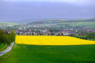 Almanya 'da sarı tarlalar açan kolza tohumu manzarası.