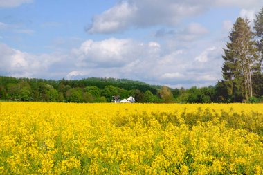 Almanya 'da sarı tarlalar açan kolza tohumu manzarası.
