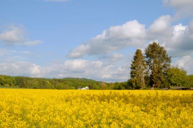 Sarı çiçek açan kolza tohumu tarlaları ve Almanya 'da beyaz bir ev.