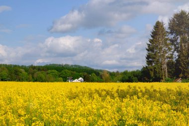 Almanya 'da sarı tarlalar açan kolza tohumu manzarası.